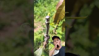 grafting mangga mango fruit plants [upl. by Ardnuahsal430]