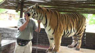 Feeding and Walking a Tiger [upl. by Tandi]