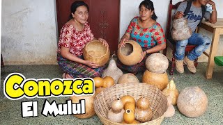 🍐 Conseguimos Tecomates Ya Listos para Usar  Así Los Venden En Guatemala 🇬🇹 [upl. by Sadick407]