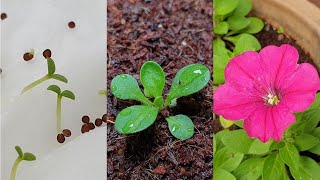 Petunia flower  How to grow petunias from seeds [upl. by Eniamraj]