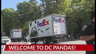 Giant Pandas Return to DC [upl. by Tisha458]