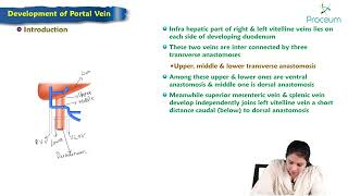 12 Development of portal vein  Anatomy Lecture [upl. by Leahcimed678]