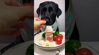 कमाल ka DOG dog goldenretiever mukbang eating [upl. by Kiele]