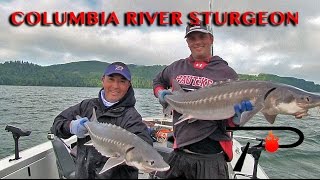 Columbia River Sturgeon Fishing [upl. by Akemal284]