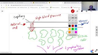 Tissue fluid AQA A Level Biology [upl. by Somerville]