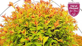 Spiraea Magic Carpet  Hardy Tough Resilient Easy to Grow amp Very Colorful Dwarf Shrub👍👏👌😉 [upl. by Naols]