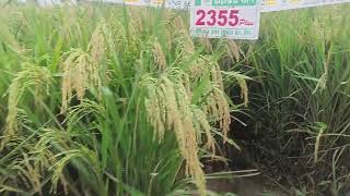 VNR 2355 Plus Hybrid धान कालावधी 130 से 135 दिन दमदार पैदावार [upl. by Serafine]