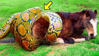 Boa Constrictor Twisted A Pregnant Horse What Happened Next Is Unbelievable [upl. by Hsetih980]