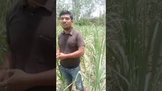 2 Unigold Ultra Sugarcane Surjeet Singh Bareilly [upl. by Sorvats]