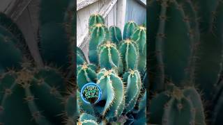 The spiral cereus cactus mother stand is growing back so amazing cactusjeff spiral cereus cactus [upl. by Lladnar]