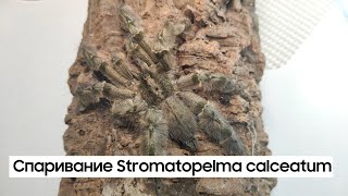 Stromatopelma calceatum mating [upl. by Tadd]