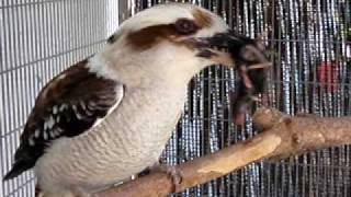 Kookaburra Eating a Mouse [upl. by Dressel]