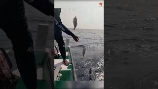 Catching Abundant Rosy Snapper in the Deep Sea fishing fishingvideo seafishing [upl. by Purdy]