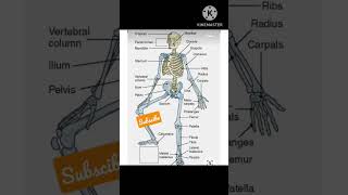 Skeletal system of human body in english [upl. by Rednasela953]