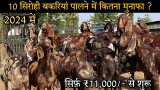 10 सिरोही बकरियाँ पालने में कितने समय में होगा कितना मुनाफा 2024 में  Sirohi goat farming in India [upl. by Ahseekan867]