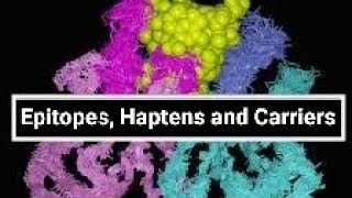 Epitopes Haptens and Carriers [upl. by Fugate]