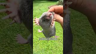 The dog and the mole shortsvideo amimals amnimals [upl. by Tiloine]