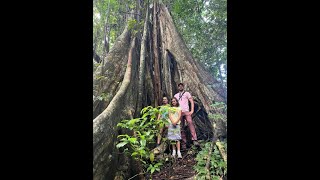 Vermont Nature Trail Hike St Vincent and the Grenadines [upl. by Aicinod]