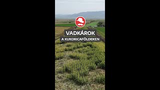 Vadkarreels [upl. by Dorkus]