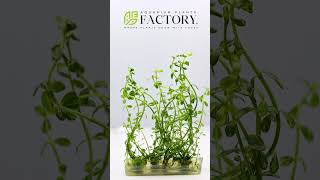 Introducing Bacopa sp Marble  The Stunning Marble Moneywort for Your Aquarium aquascape [upl. by Almeeta]