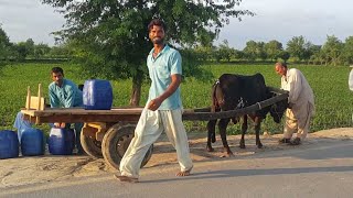 Bull Cart Preparing Struggle by Inexperienced Villagers  Punjabi Farmers amp Bull Cart [upl. by Adiasteb]