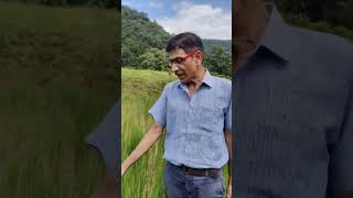 Paddy Oryza sativa Cereal crop cultivated for its grains dhanrice culmkharif shortvideo [upl. by Reseta372]