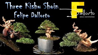 First step for three shoin Kishu Bonsai by Felipe Dallorto [upl. by Jesh666]