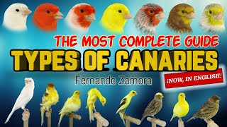 TYPES OF CANARIES GUIDE OF CANARIES BREEDS OF CANARIES [upl. by Oly]