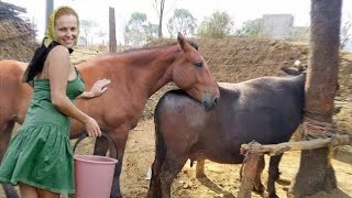 Donkey with buffalo in village  Donkey eating donkey donkeywith [upl. by Fulvi19]