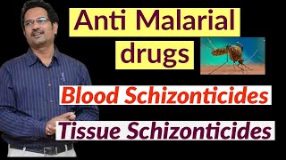 Anti Malarial drugs  Tissue Schizonticides amp Blood Schizonticides [upl. by Ranjiv]