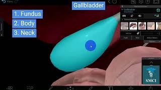 Gallbladder  Dimensions of Gallbladder  Fundus and Body of Gallbladder and Relations [upl. by Opportuna]