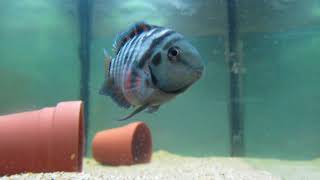 Convict Cichlid Care and Information [upl. by Florine837]