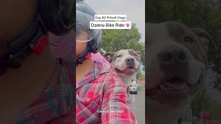 Pitbulldog amp Puppies Daily Vlog ❤️ dog shortsfeed dailyvlog [upl. by Enrobyalc]