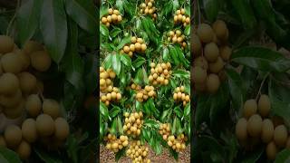 How to growing longan tree [upl. by Rohpotsirhc]