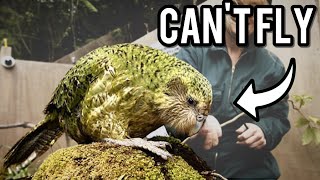 The Kakapo A Parrot That Cant Fly [upl. by Ahsitel]