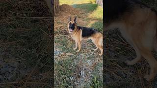 German shepherd dog youtube germanshepherd comedyvideos doglover [upl. by Eeryt594]