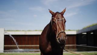 Figueras Polo StablesEstudio Ramos amp Matias Lix Klett mnnTV [upl. by Elleryt]