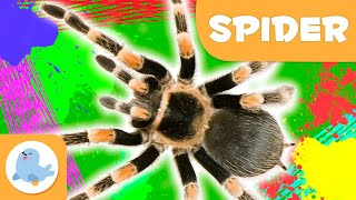 Spider 🕷️ Animals for Kids 🌱 Epsiode 10 [upl. by Inalak372]