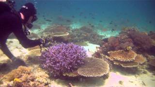 Collecting Corals for the Steinhart Aquarium [upl. by Stalker748]