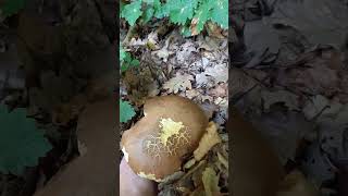 Šiljatonogi vrganj Boletus appendiculatus [upl. by Airet]