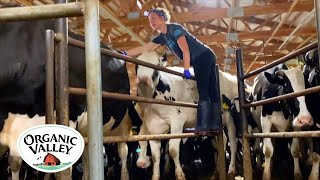 Milking Cows in an 8 Swing Parlor  Kristina Ralph  Organic Valley [upl. by Newbill469]