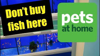 Why you shouldn’t by fish from Pets At Home The truth about pets at home [upl. by Yecnahc]