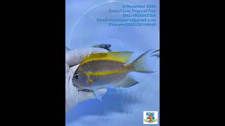 Angel belus jantan Live Marine fish ikan hias air laut ikan hias aquarium ikan hias murah [upl. by Lordan557]