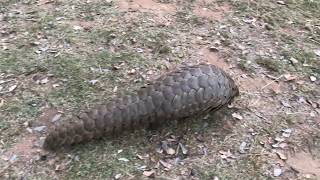 Pangolin walking [upl. by Yelnats649]