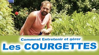 Comment Entretenir et gérer les courgettes  les conseils et les astuces [upl. by Wivinah]