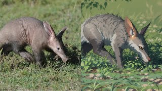 The Aardvark Africas Nocturnal Marvel [upl. by Adao]