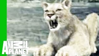 Wolf vs Cougar  Animal FaceOff [upl. by Wavell]