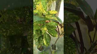 Croton plant care plants gardenplant garden [upl. by Chill]