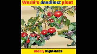 Worlds deadliest plant  Facts  Anonum world [upl. by Anohsal]