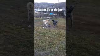 Kangal vs çapar kankal [upl. by Bendite]